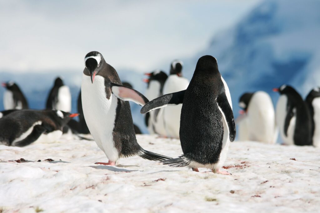 Penguin team